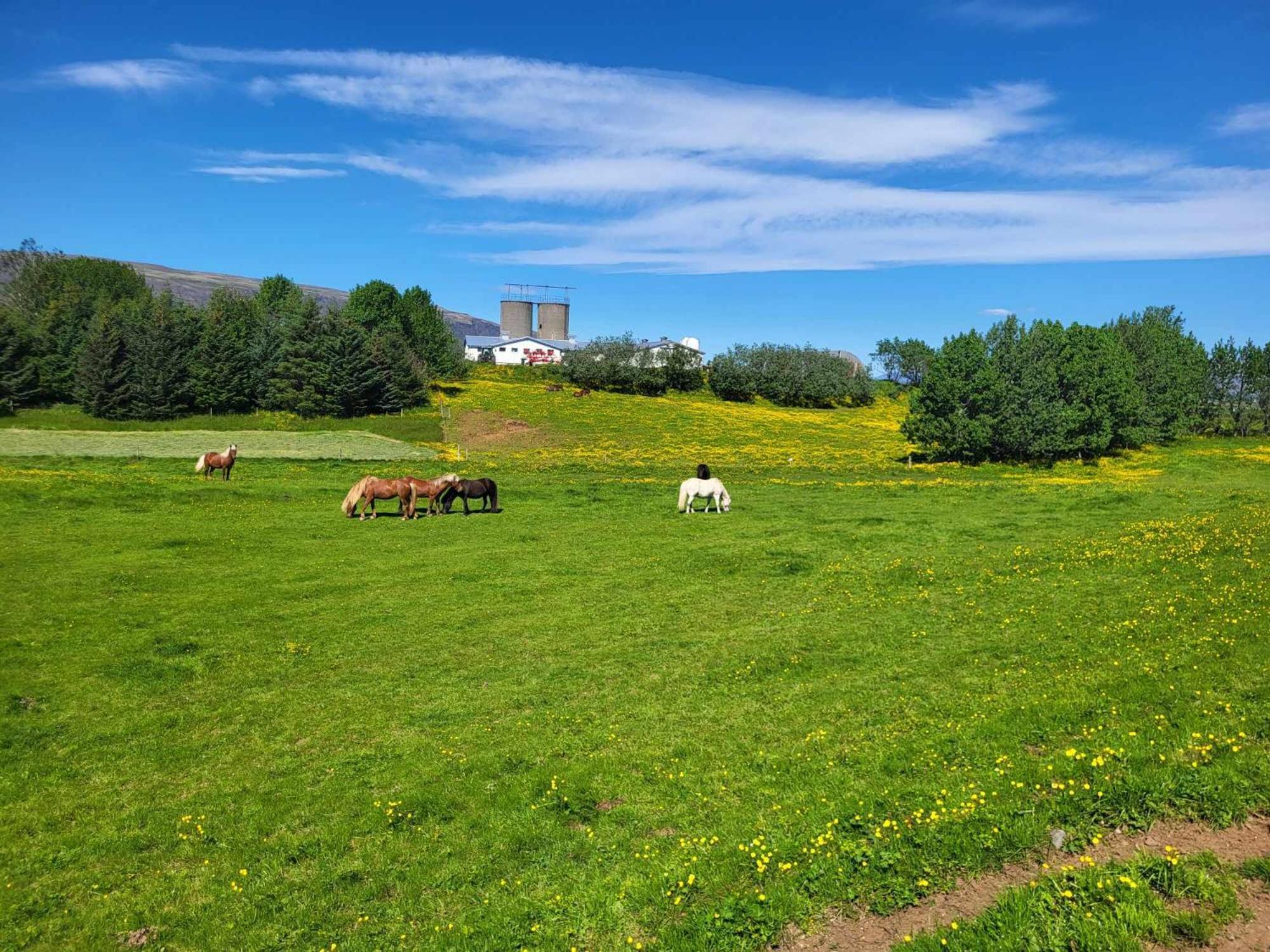 Small Cabin In The Countryside セルフォス エクステリア 写真